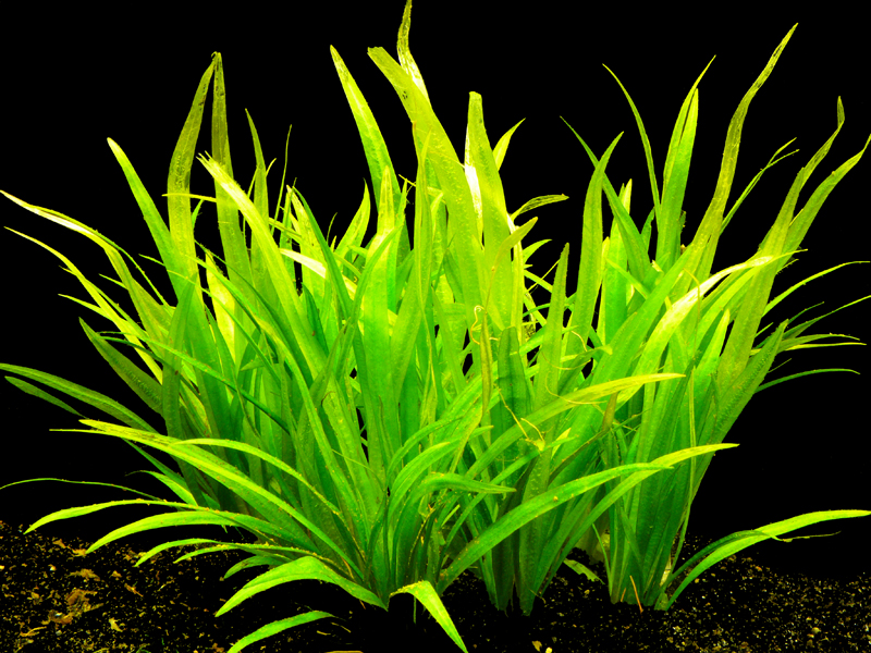 Zwergschwertpflanze Echinodorus quadricostatus NatureHolic In-Vitro Aquarium 