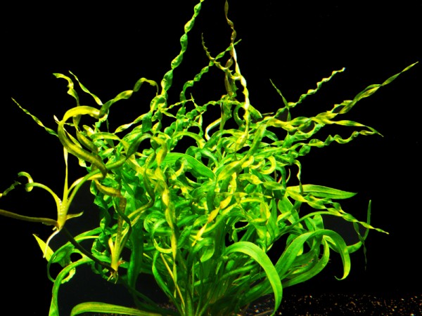1 Topf Korkenzieher-Schwertpflanze (Echinodorus vesuvius)