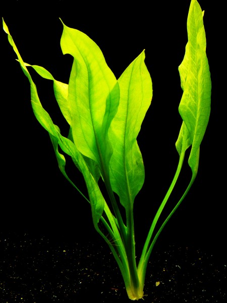 3 Stück Blehers Schwertpflanze (Echinodorus Bleheri)