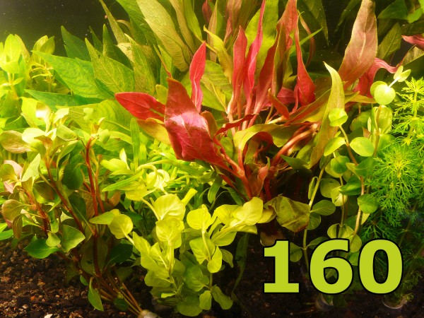 Angebot - 160 Einzelpflanzen - 20 Bunde - schönes buntes Sortiment