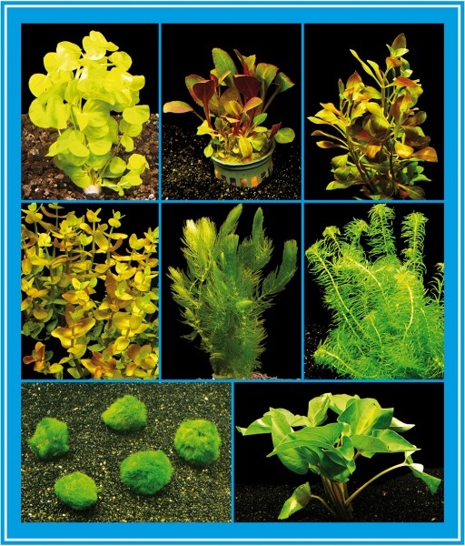 Aquarienpflanzen-Set für ein Kaltwasser- / Zimmer-Aquarium, 16-22°C bis 60L