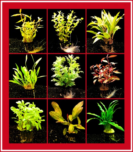 10 Töpfe schöne Aquarienpflanzen - Top-Preis!