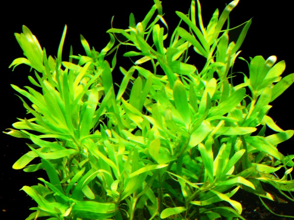 1 Topf Seegrasblättriges Trugkölbchen (Heteranthera zosterifolia)