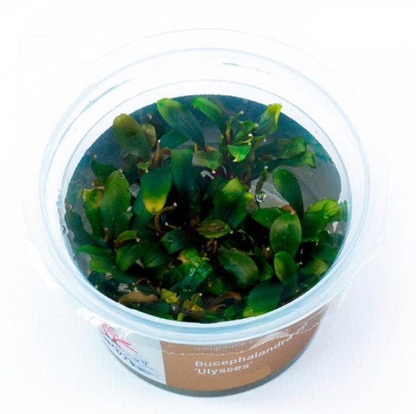 Bucephalandra sp. ’Ulysses’ In-Vitro Cup algen- und schneckenfrei