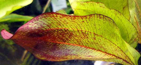 1 Topf Schwertpflanze Ipica (Echinodorus ipica)