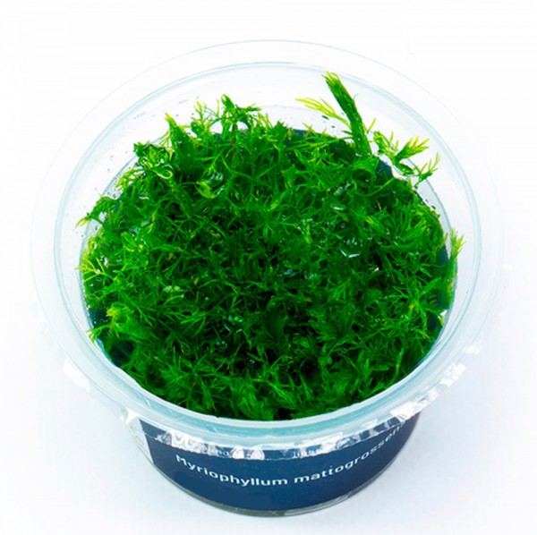 Myriophyllum mattogrossense In-Vitro Cup algen- und schneckenfrei