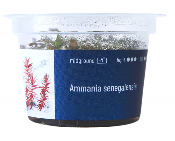 Ammania senegalensis In-Vitro Cup algen- und schneckenfrei