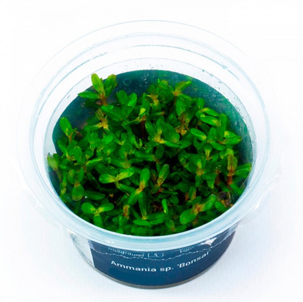 Ammania sp.'Bonsai' In-Vitro Cup algen- und schneckenfrei