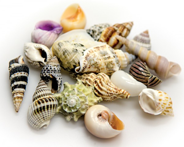 20 Sea Shells - Schneckenhäuser - natürlich Deko - Set S - ca. 1-3cm