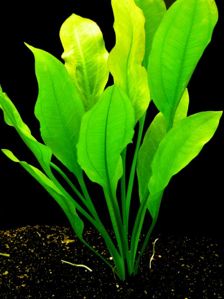 1 Bund Blehers Schwertpflanze (Echinodorus Bleheri)