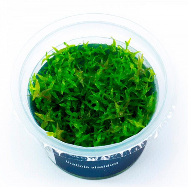 Gratiola viscidula In-Vitro Cup algen- und schneckenfrei