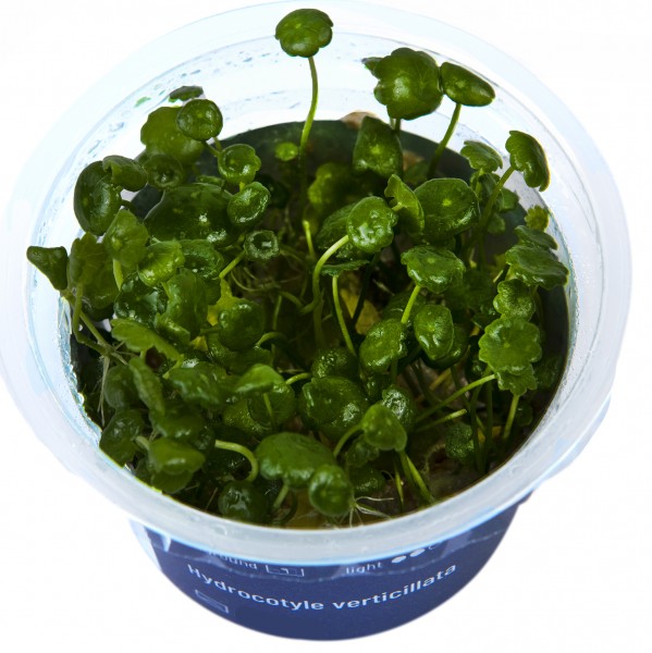 Hydrocotyle verticillata In-Vitro Cup algen- und schneckenfrei