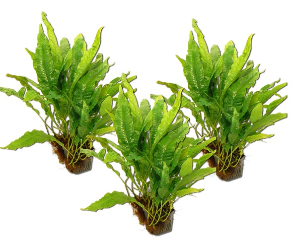 3 Mutterpflanzen Javafarn (Microsorium pteropus)