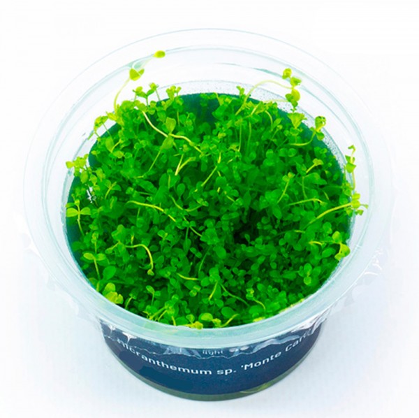 Micranthemum 'Monte Carlo' In-Vitro Cup algen- und schneckenfrei