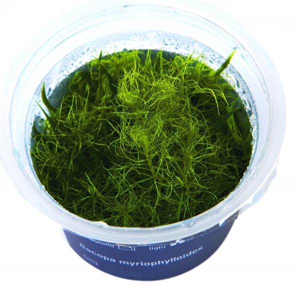 Bacopa myriophylloides In-Vitro Cup algen- und schneckenfrei