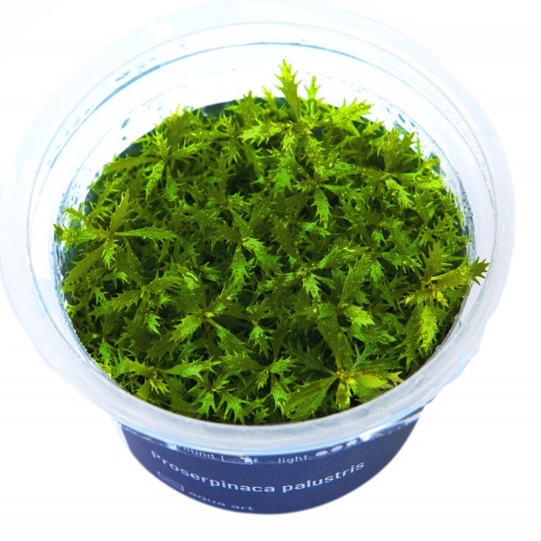 Proserpinaca palustris In-Vitro Cup algen- und schneckenfrei