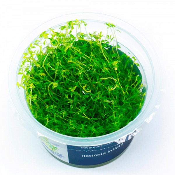 Hottonia inflata In-Vitro Cup algen- und schneckenfrei