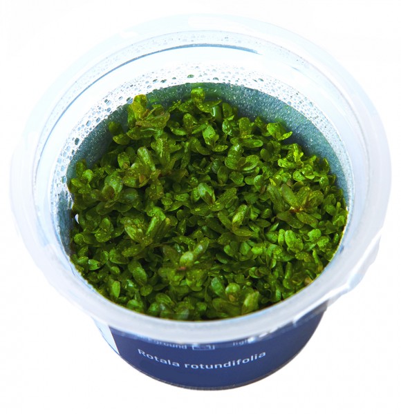 Rotala rotundifolia In-Vitro Cup algen- und schneckenfrei