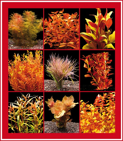 5 Bund Rote Wasser-Pflanzen Für'S Aquarium